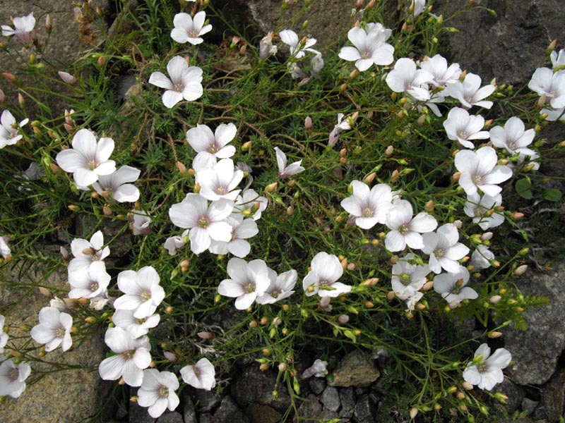 Linum suffruticosum ssp appressum photo